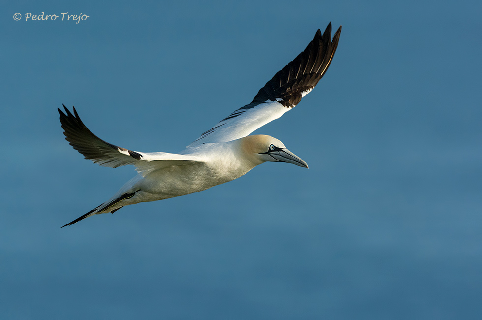 Alcatraz (Morus bassanus)